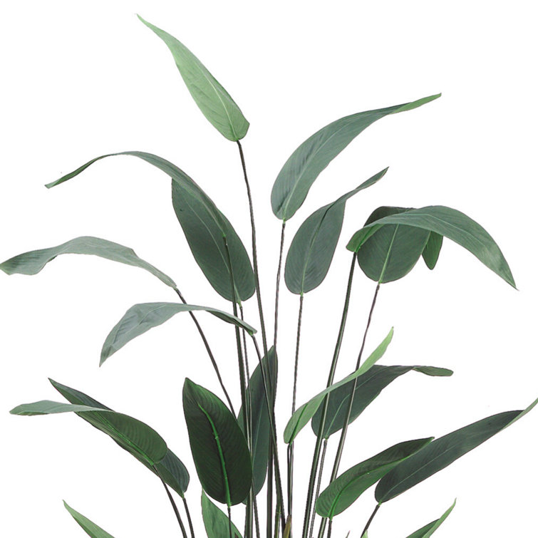 Primrue Rincon 5.5' Faux Water Canna in Liner Wayfair Canada